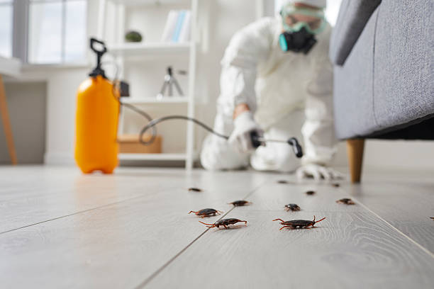 Commercial Rodent Management in Alta Sierra